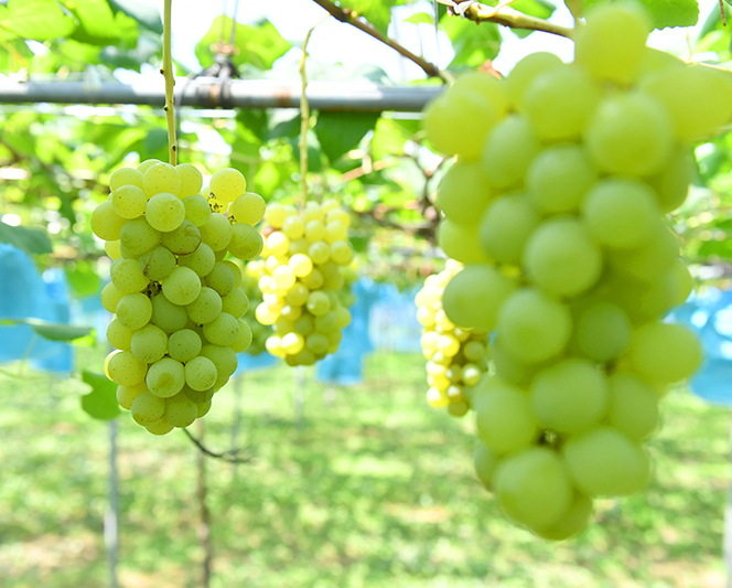 バランスよくぶどうに栄養を与えるために… 肥料へのこだわり