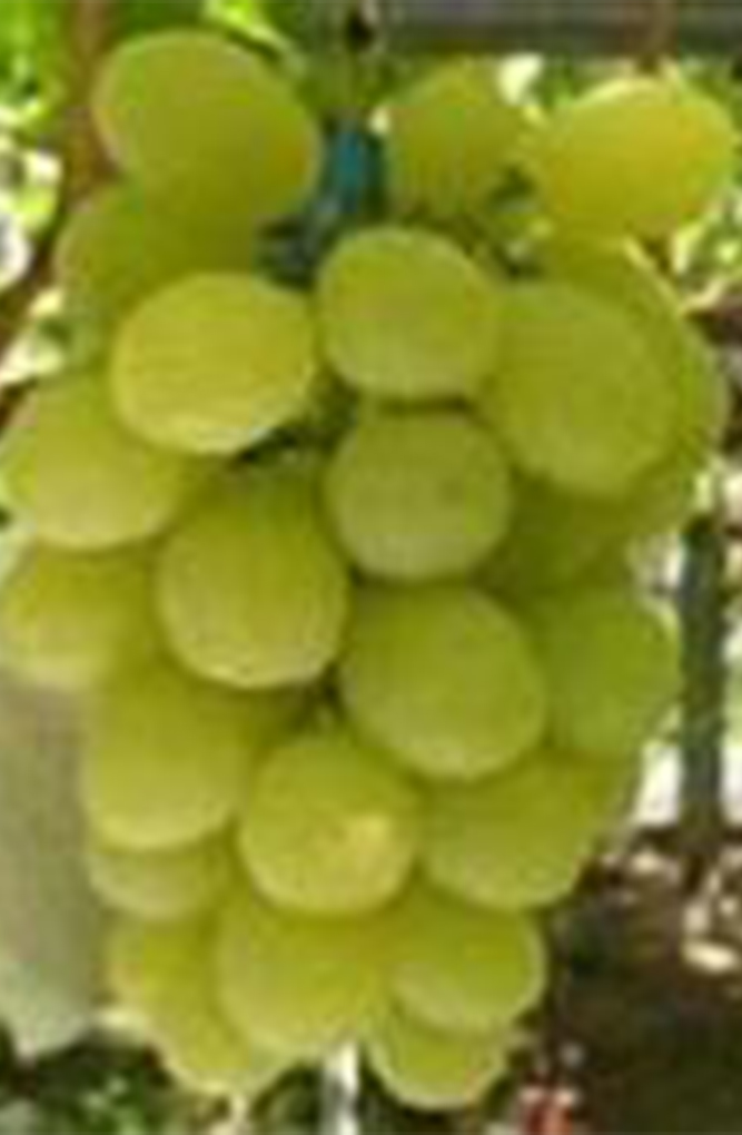 黄華