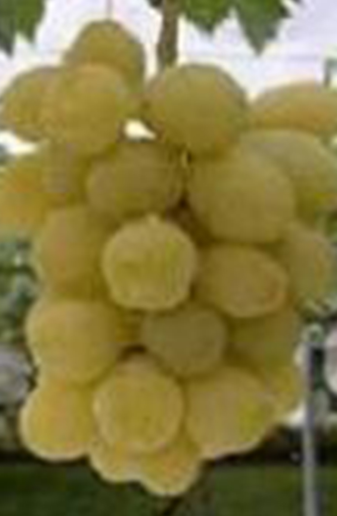 黄華