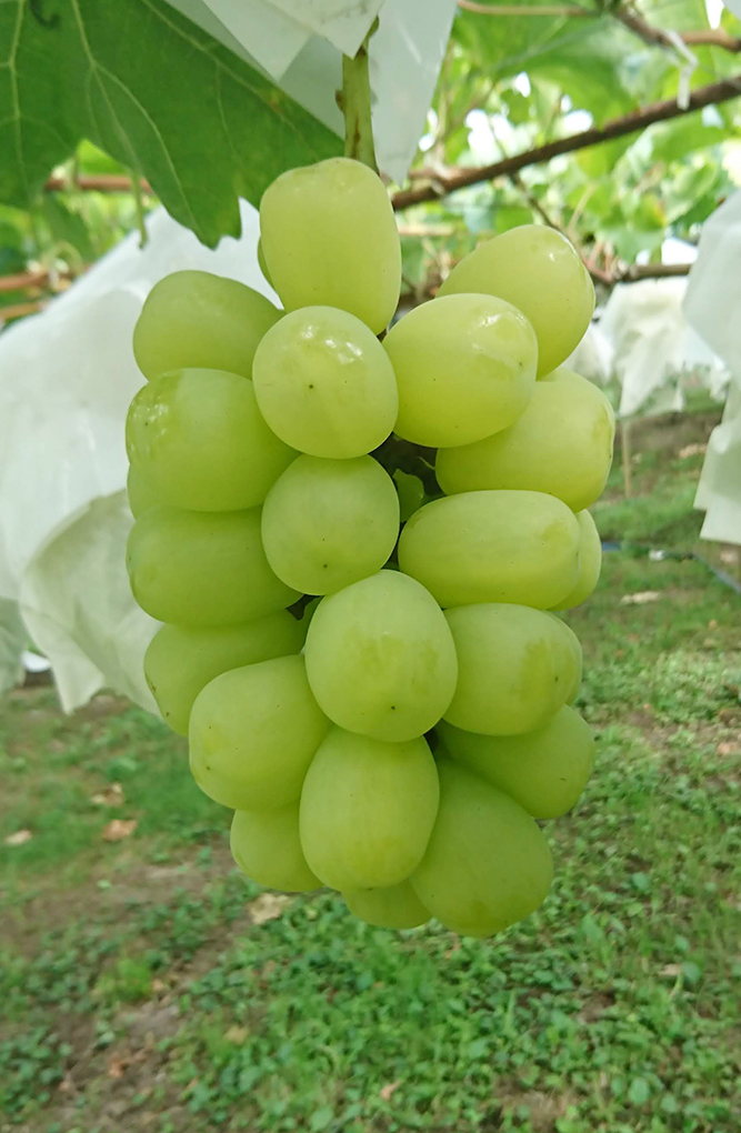 黄華